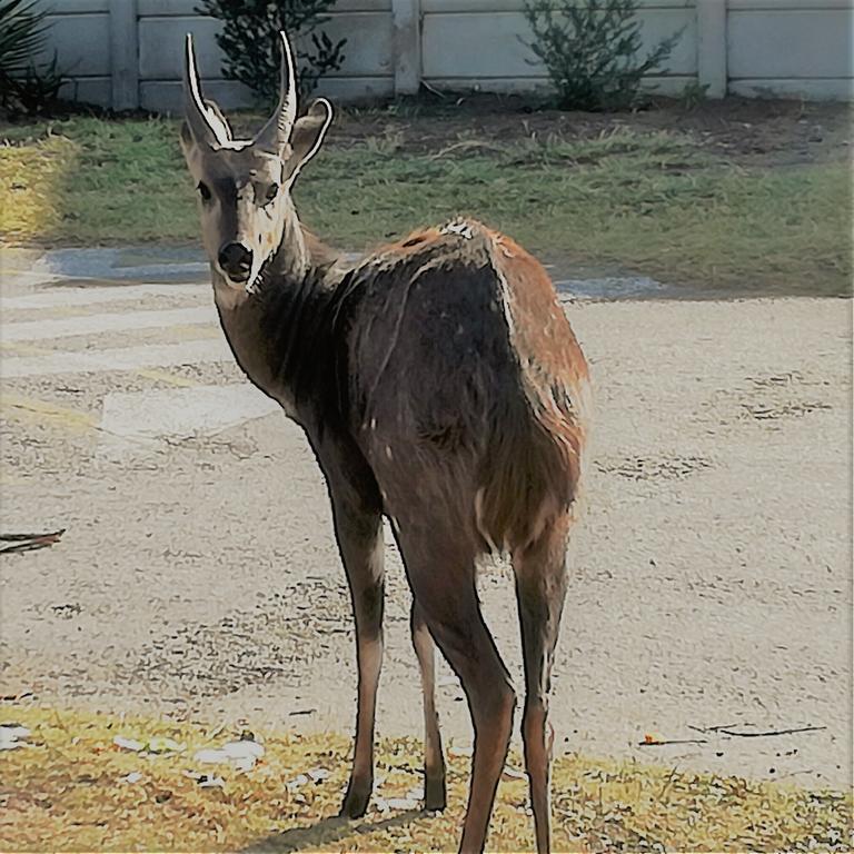 شقة Brenton Bushbuck Lookout المظهر الخارجي الصورة